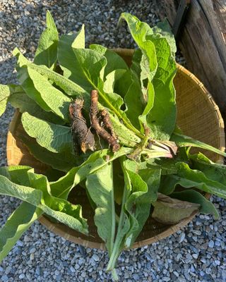 All Hail Comfrey! Salve