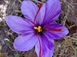 Saffron Extract