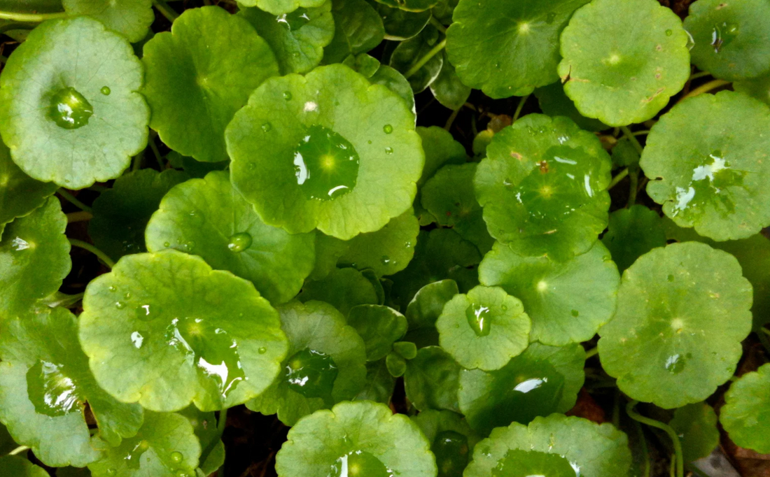 Gotu Kola