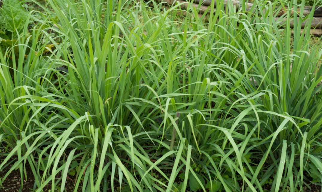 Lemongrass