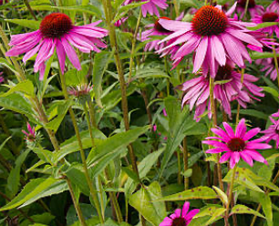 Echinacea