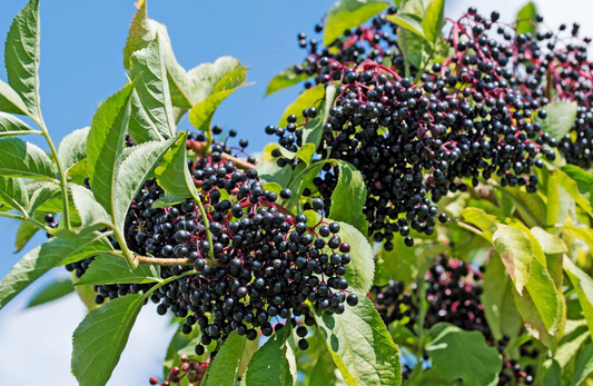 Dried Elderberry